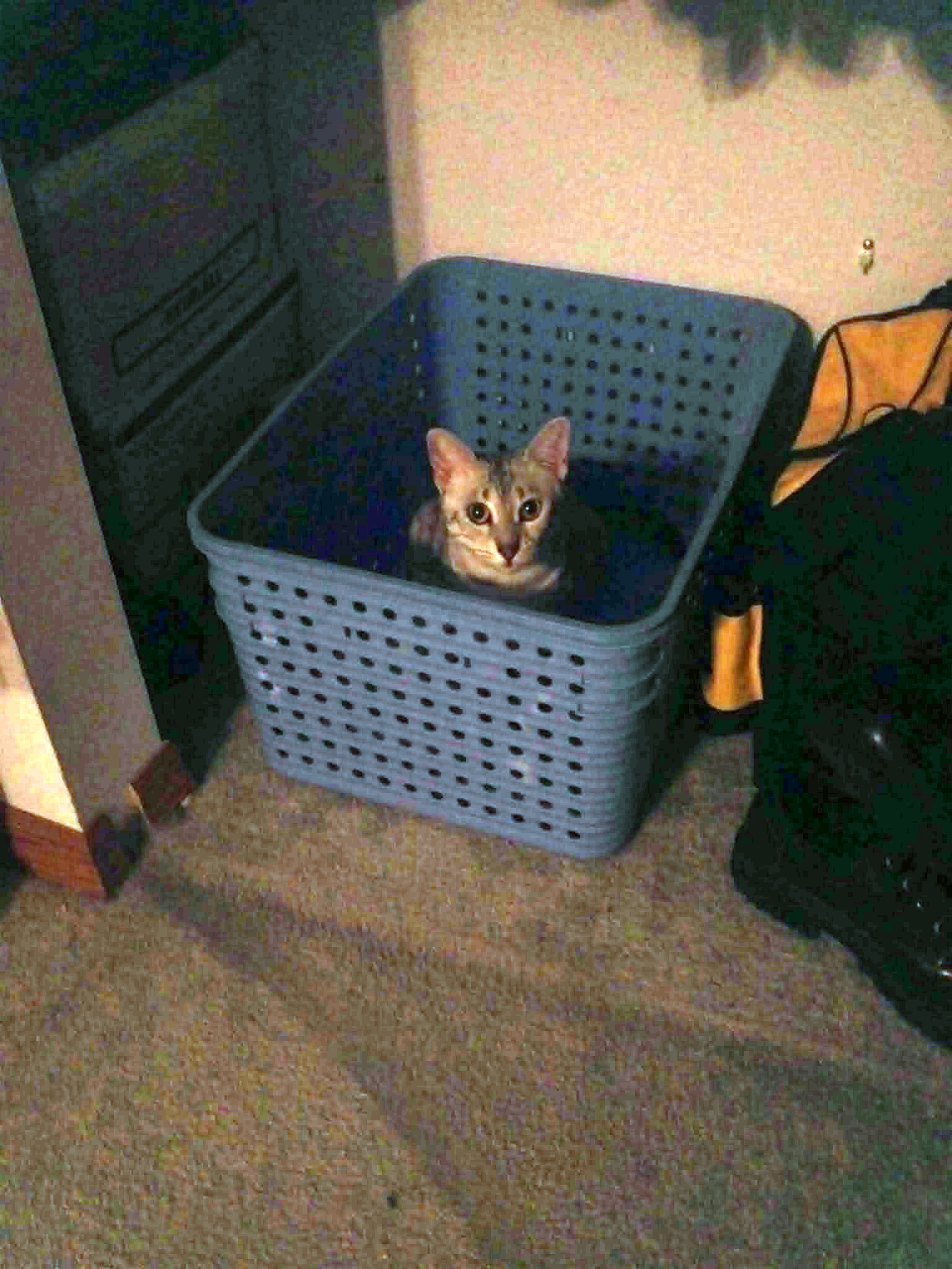 Laundry Cat Waits For More Clothes